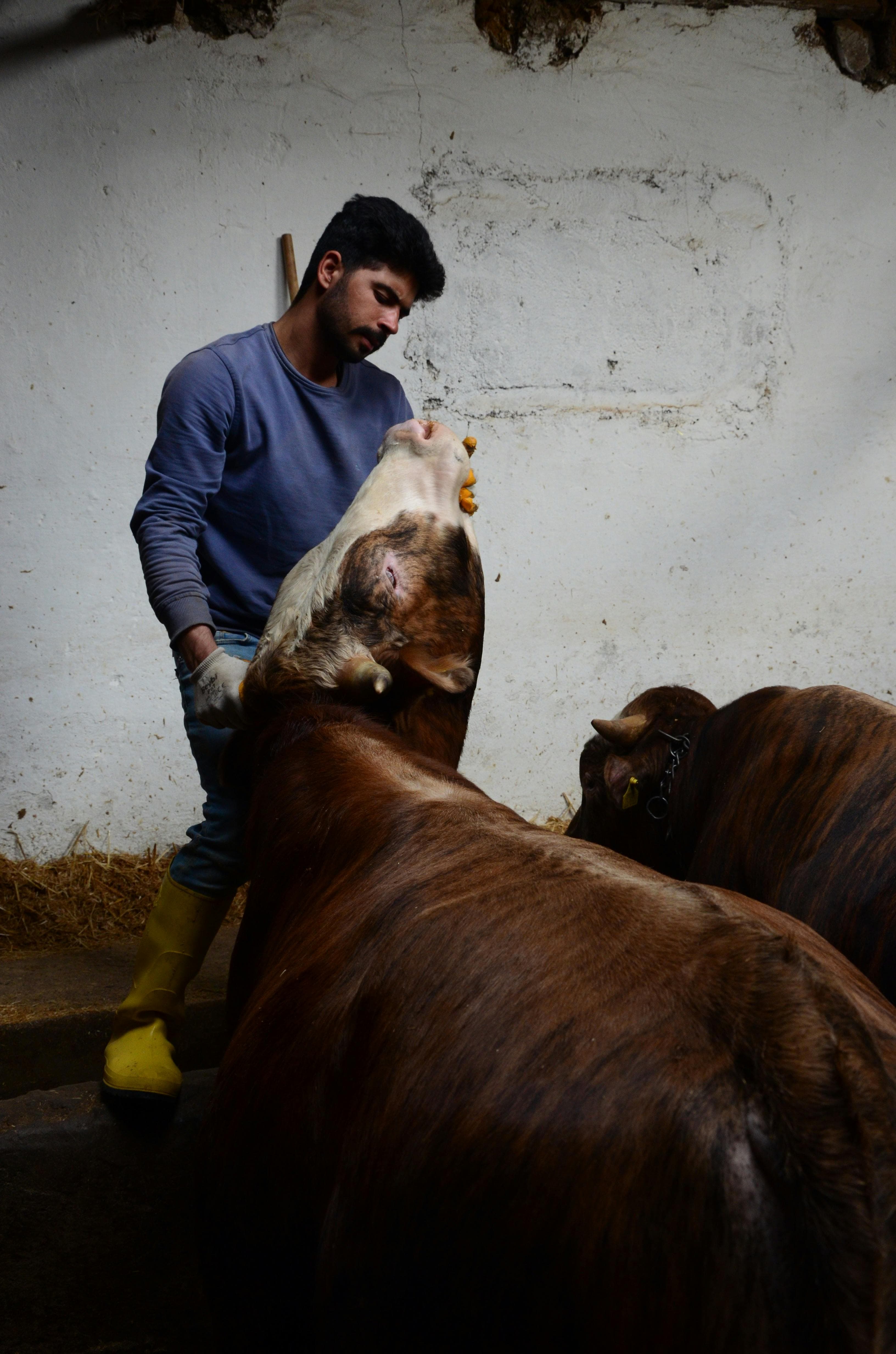 Health tracking ear tags and smart pregnancy kits for cattle, dairy farming in need. product