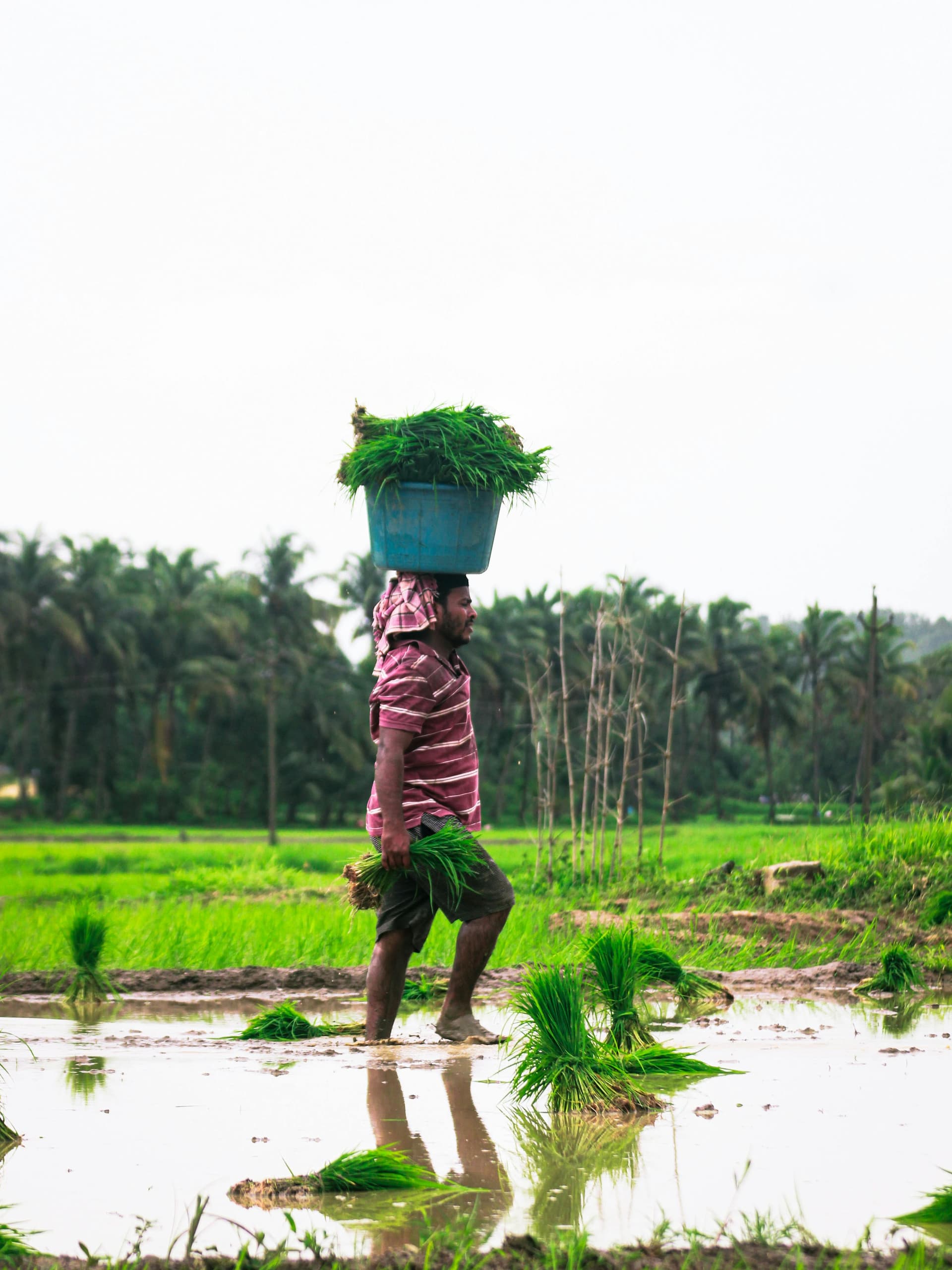 Heavy snake proof boots are not what farmers really need in paddy fields. - Product Image