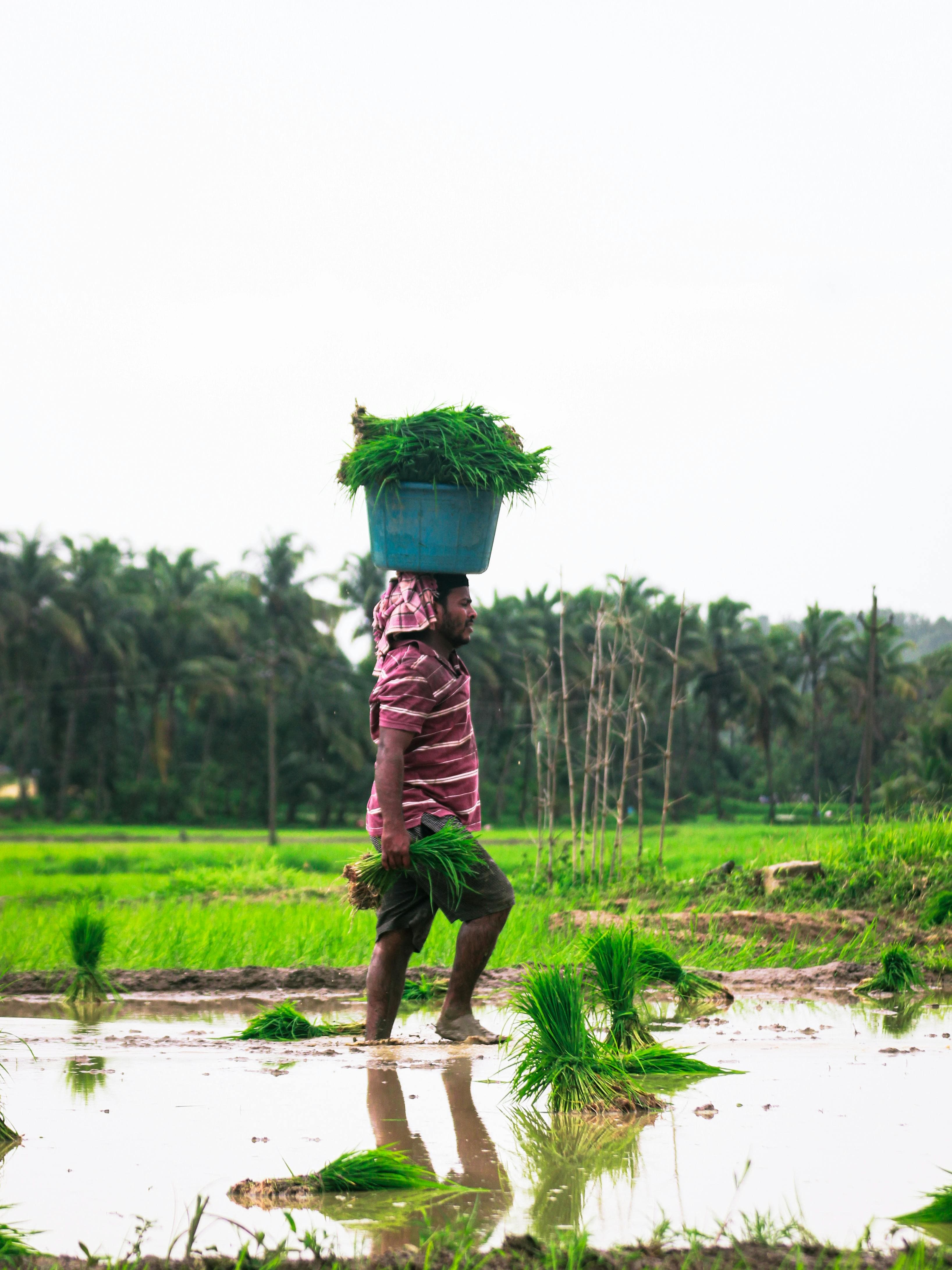 Heavy snake proof boots are not what farmers really need in paddy fields. product