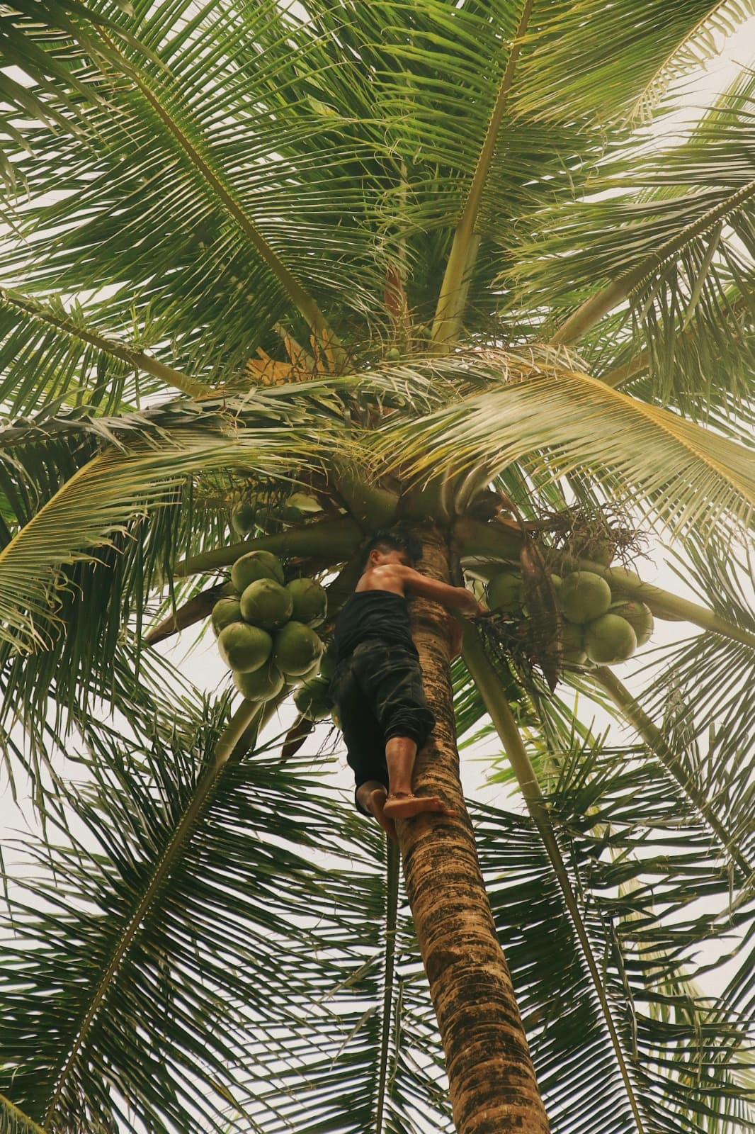  It is high time we upgrade coconut harvesting from dangerous tree climbing to smart technology. product