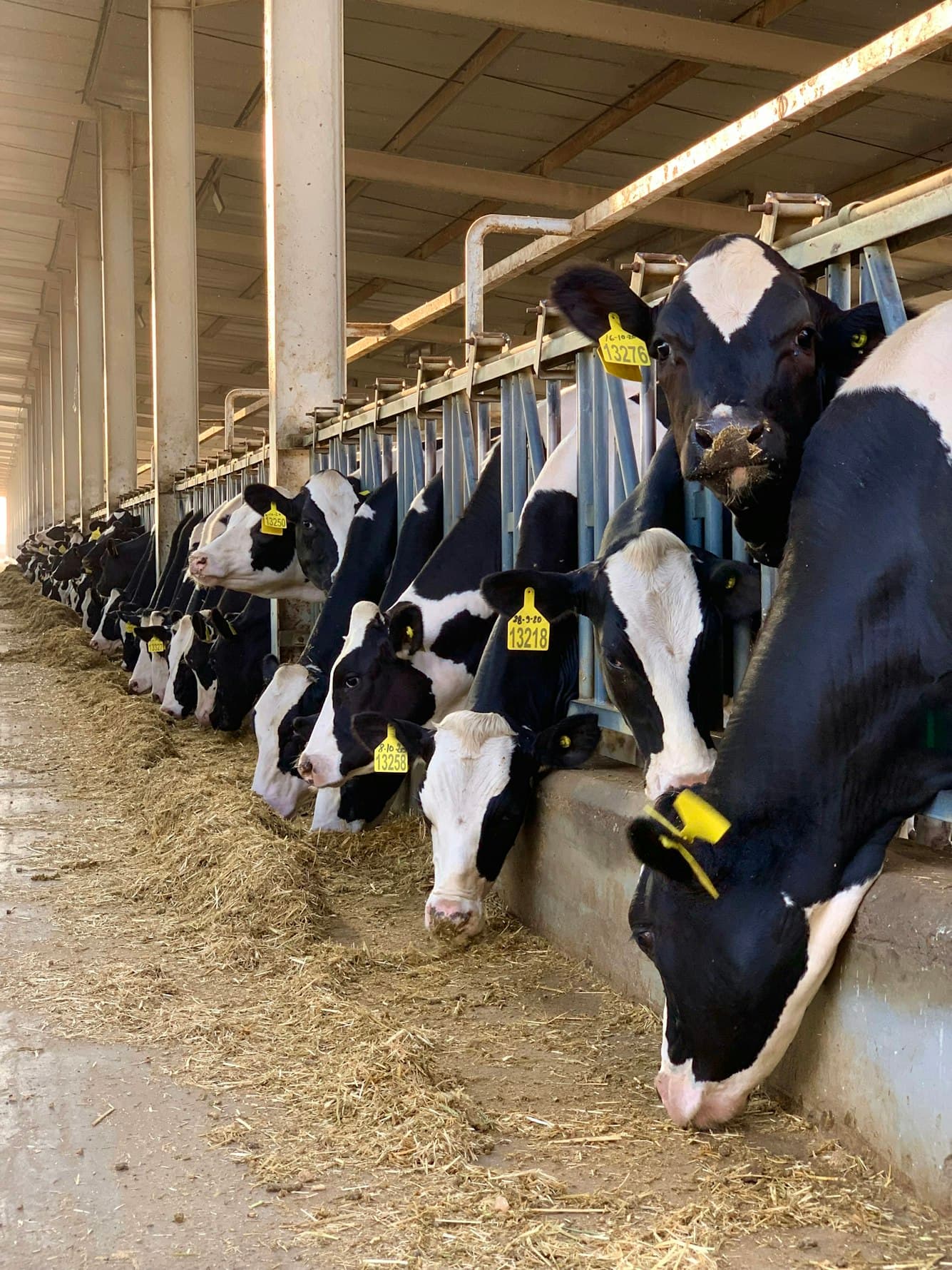 What if you could own a cow in a village and track it from your phone. product