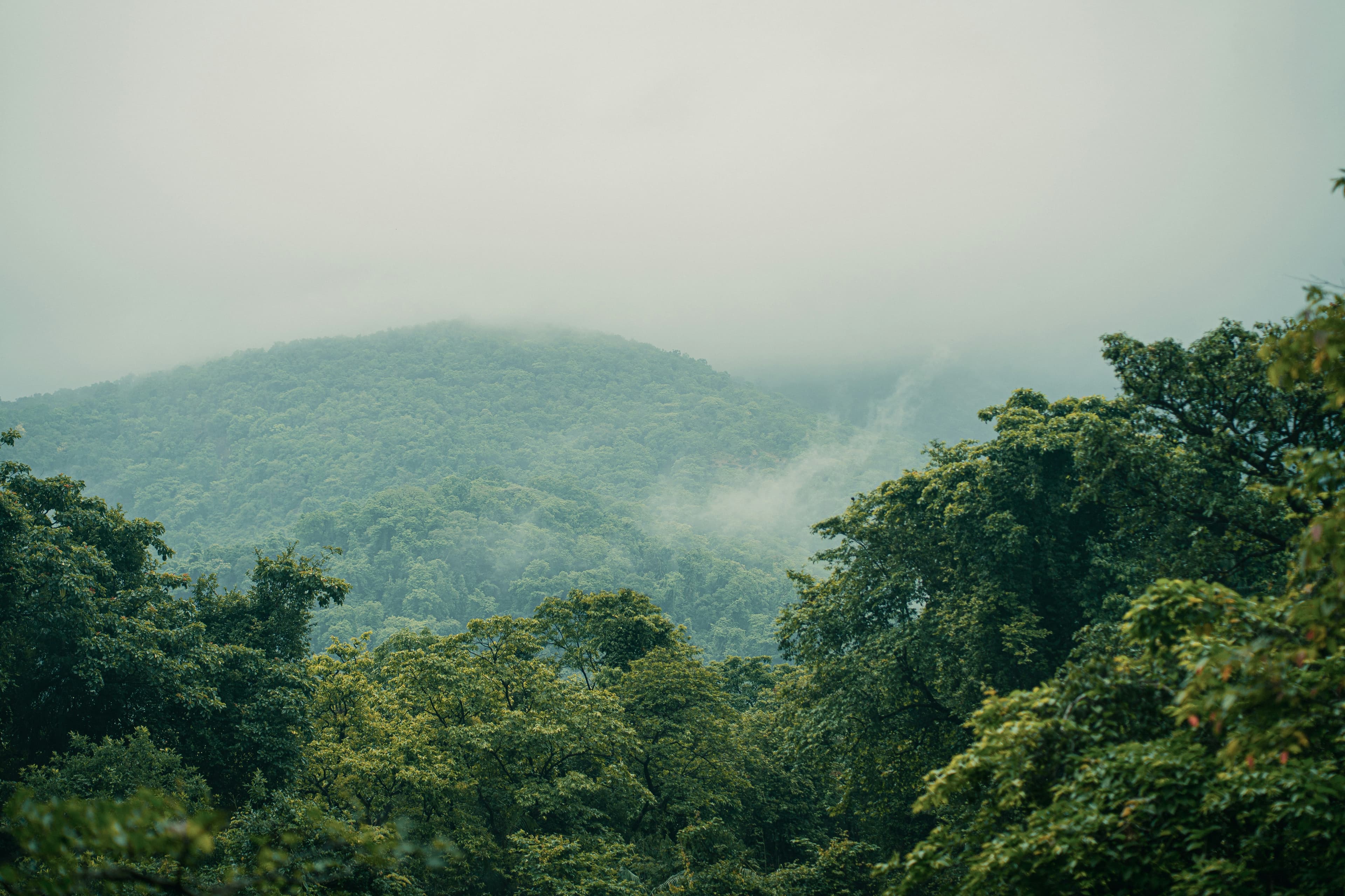 Thousands of acres, adopted forests, passion or business? Carbon credits is a big business. product