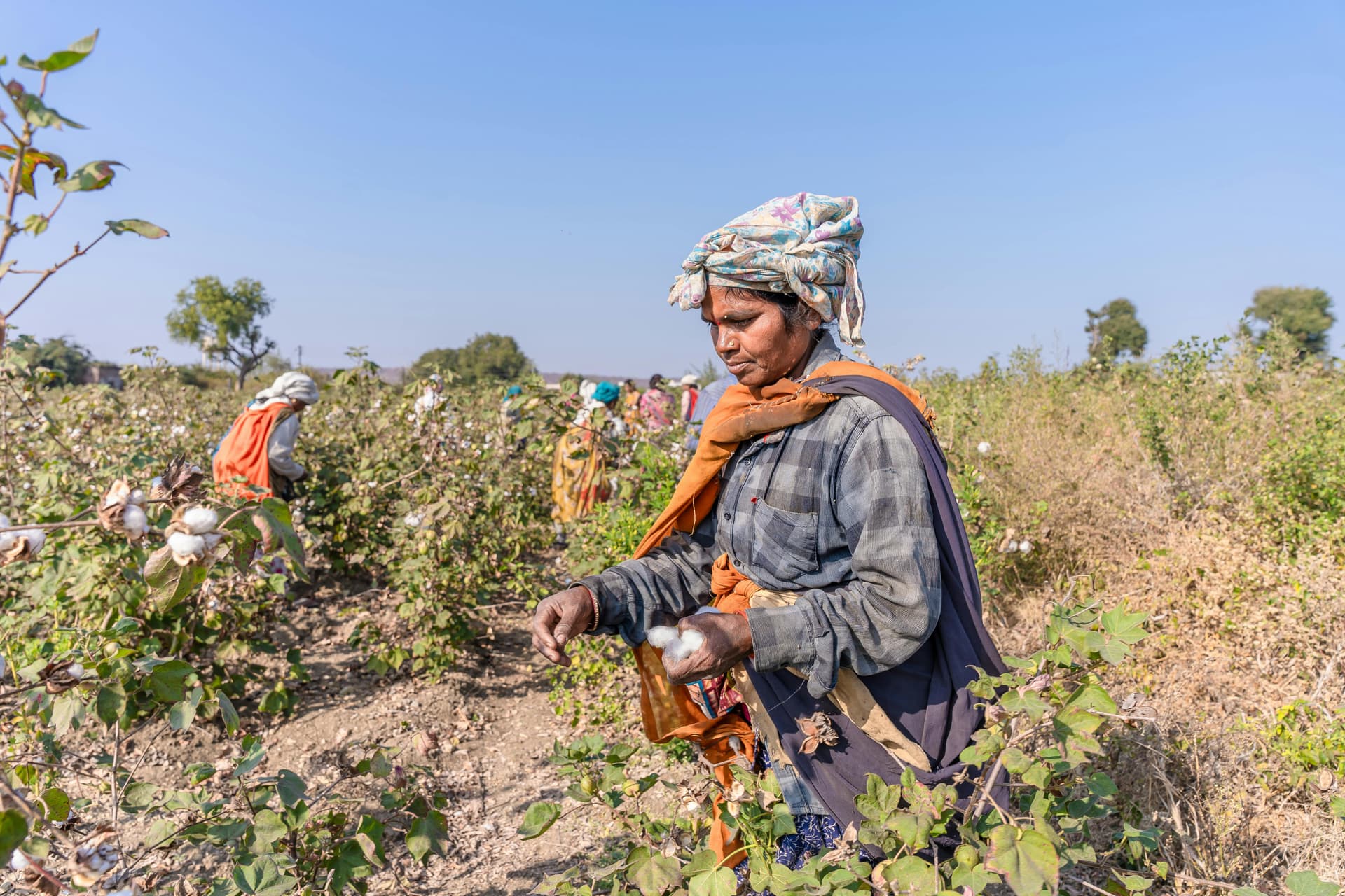 We mechanised everything on the farm except, harvesting(Plucking). - Product Image
